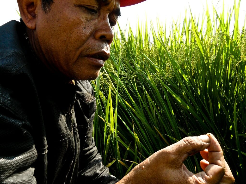 Indonesian Rice Farmer